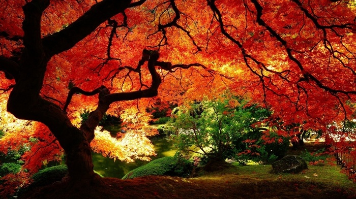 park, tree, autumn