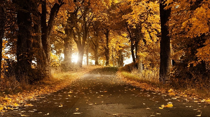 trees, road, autumn