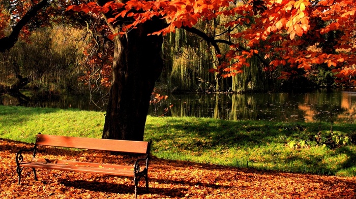 autumn, lake, tree