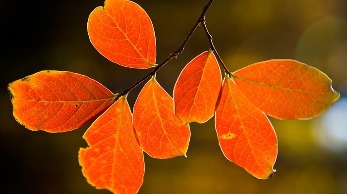 autumn, macro, beauty