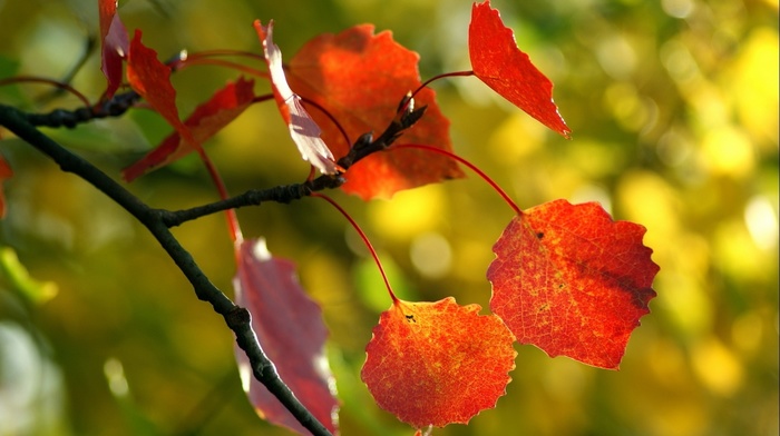 autumn, macro, beautiful, branch
