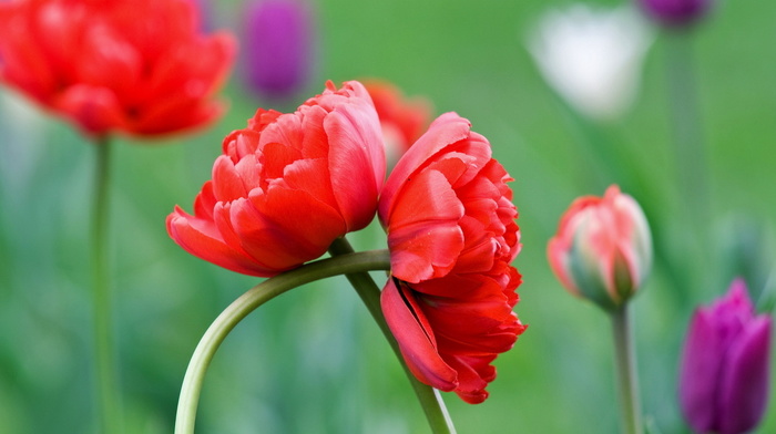 flower, flowers, tulips