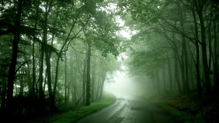 mist, wet, trees, nature, road