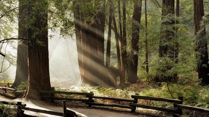 fence, trees, nature