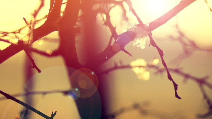 sunlight, macro, tree, nature