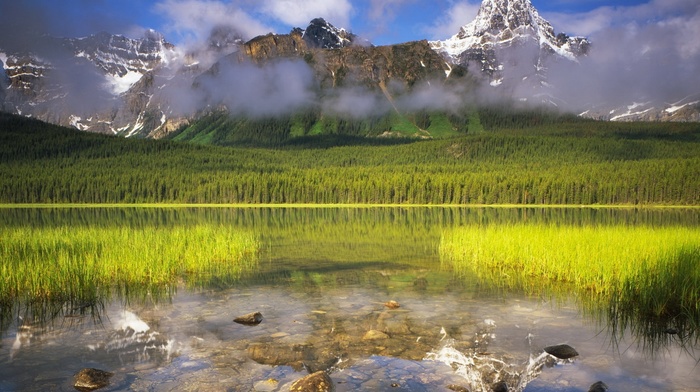 nature, forest, lake