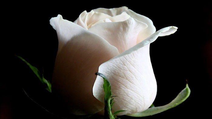 flowers, rose, background