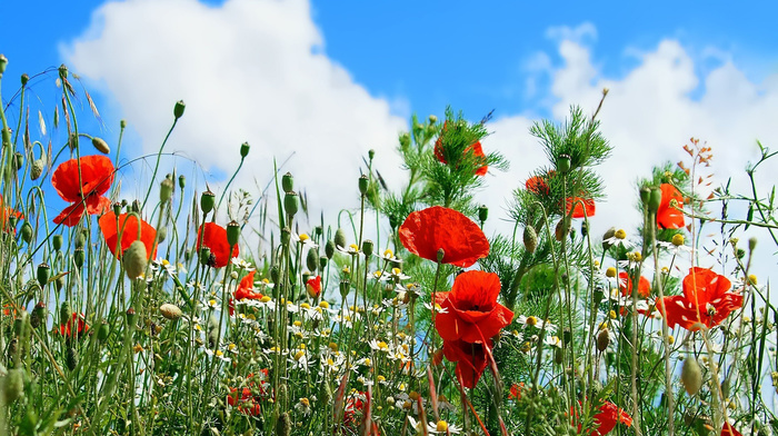 sky, chamomile, flowers, poppies, clouds