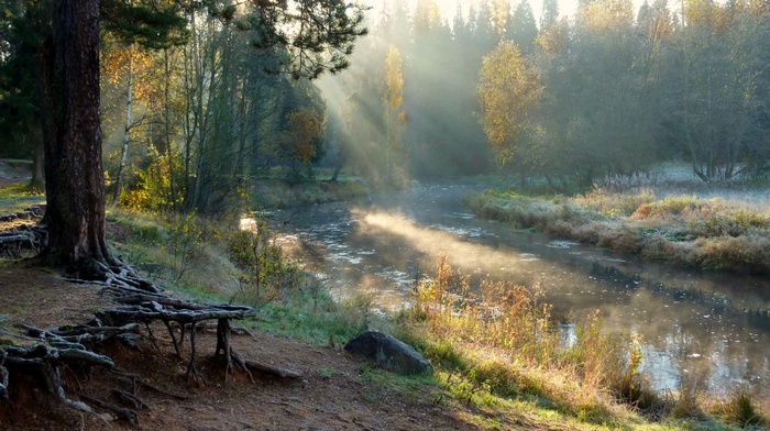 river, nature, trees, forest