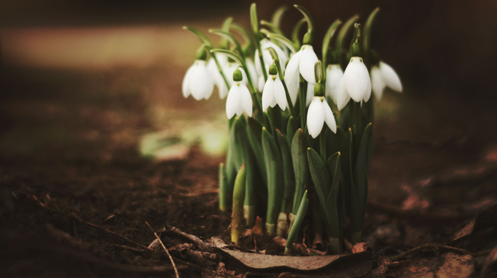 leaves, spring