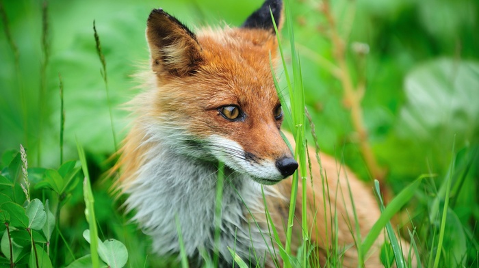 animals, fox, grass