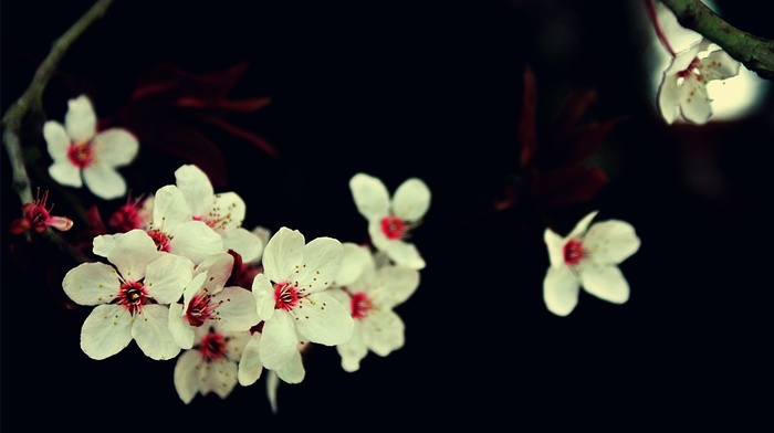 cherry blossom, white flowers, flowers, macro