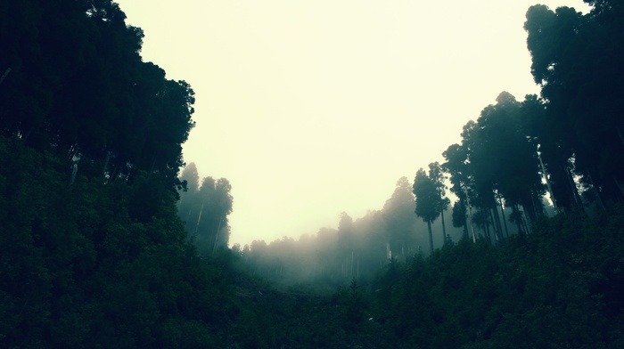 trees