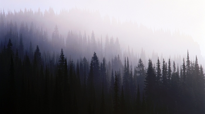nature, trees, forest, mist