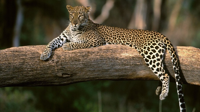 sitting, animals, leopard