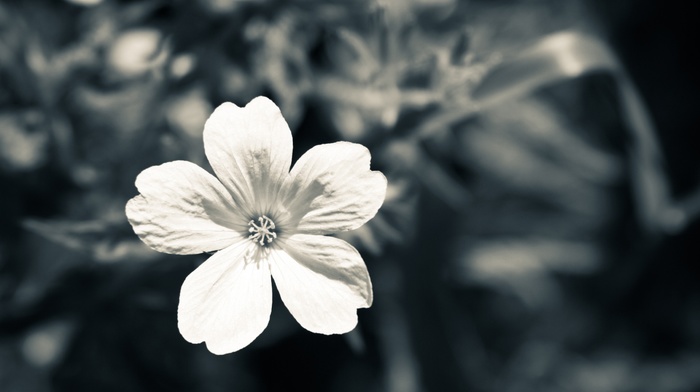 nature, flowers, macro, monochrome