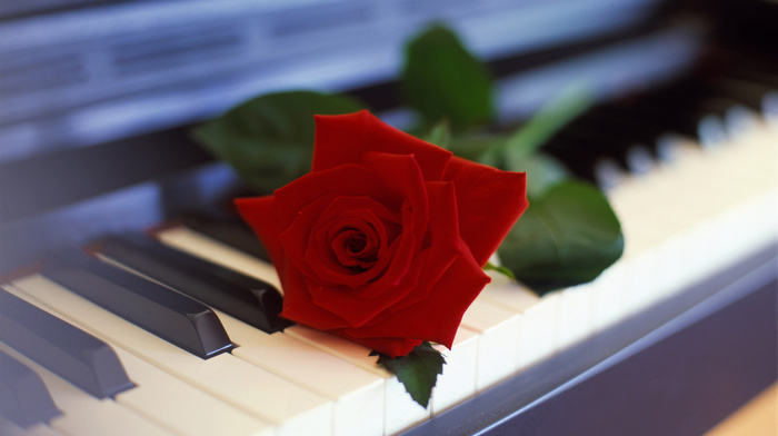 piano, flowers, rose, flower