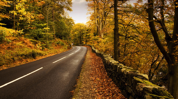 nature, road, autumn