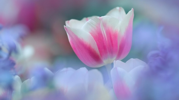 flowers, macro, spring, flower, pink, white, tenderness