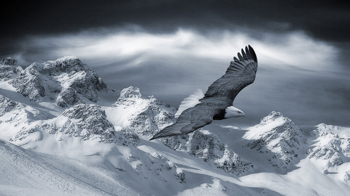snow, eagle, animals, mountain, fly, winter