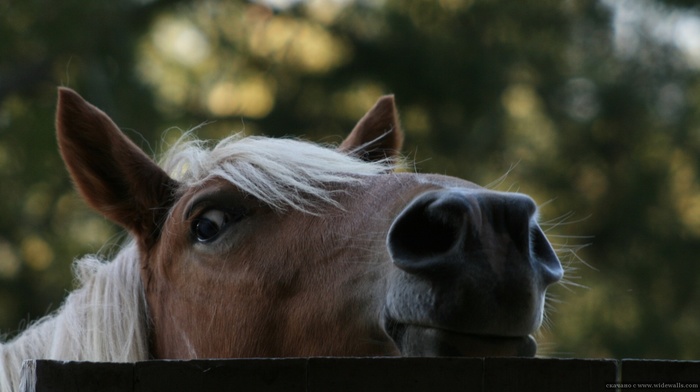 horse, tree, photo, fence, animals