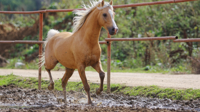 animals, bokeh, horse