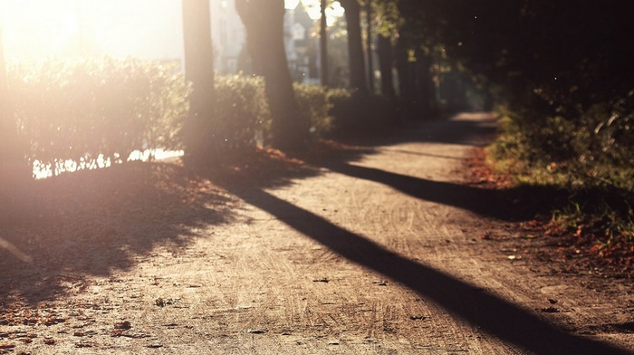 sunlight, street, trees, nature