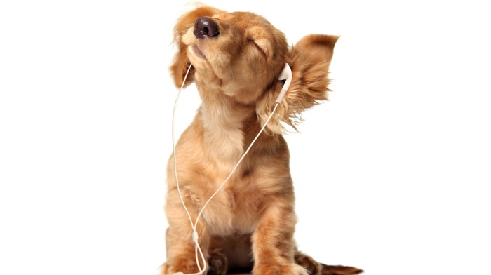 dog, animals, ears, puppy, headphones