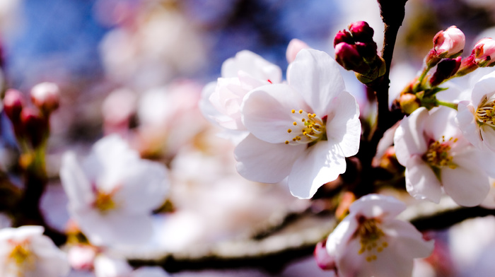 sky, flowers, spring, trees, twigs