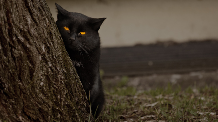 black, cat, tree, eyes, animals