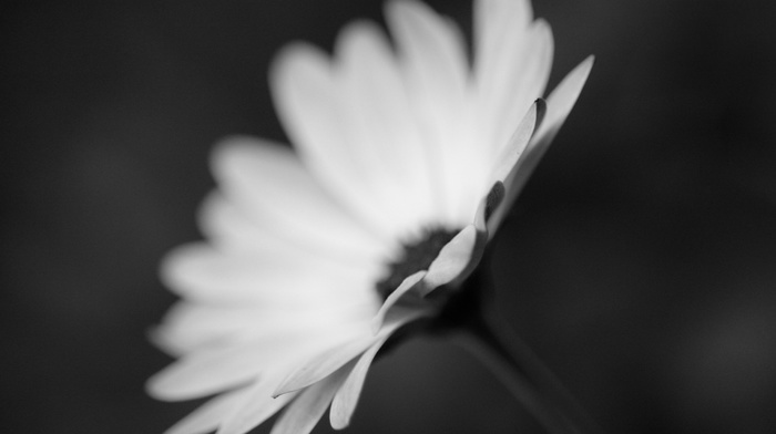 flowers, monochrome