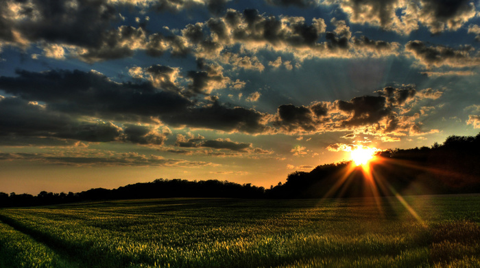 forests, Sun, field, trees, wind, nature, sunset, grass, clouds