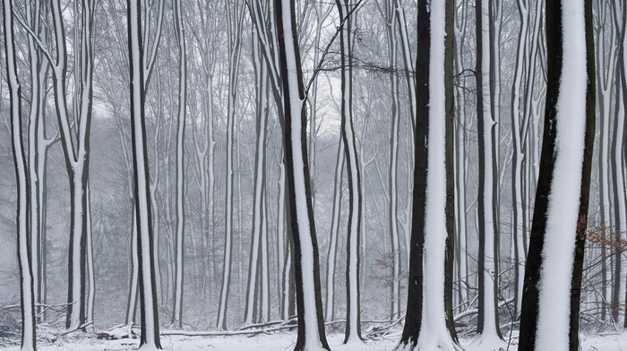 forest, snow, winter