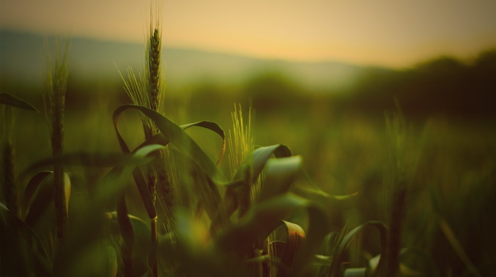 spikelets, wheat, depth of field, nature