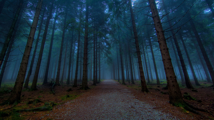 trees, forest, road, path, nature, evening, tree