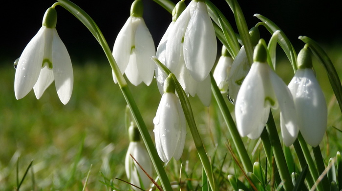 flowers, grass, dew, drops, spring, macro