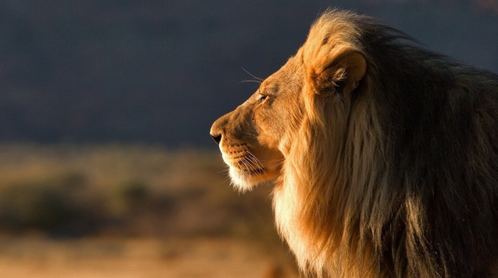 animals, lion