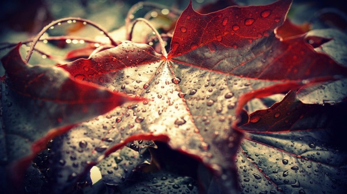 leaves, maple leaves, dew, water drops, macro, nature