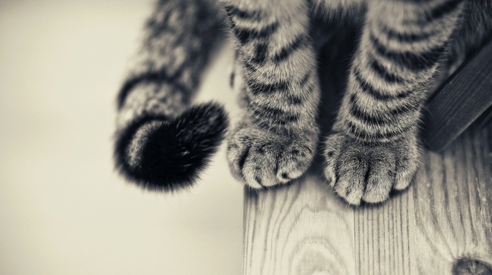 cat, paws, animals, wooden surface, monochrome