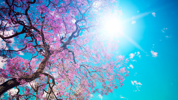 bloom, tree, beauty, petals, sky, Sun, nature