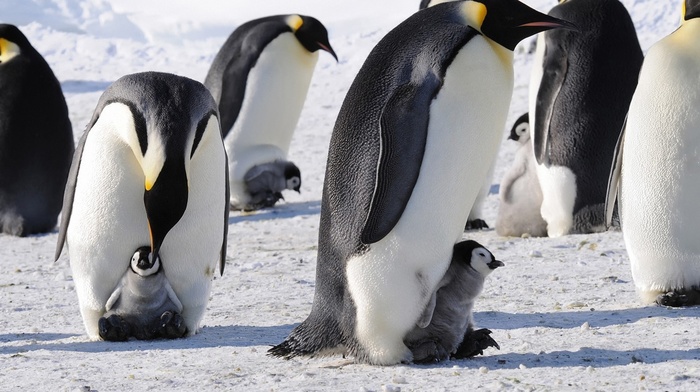 penguins, ice, snow, birds, baby animals