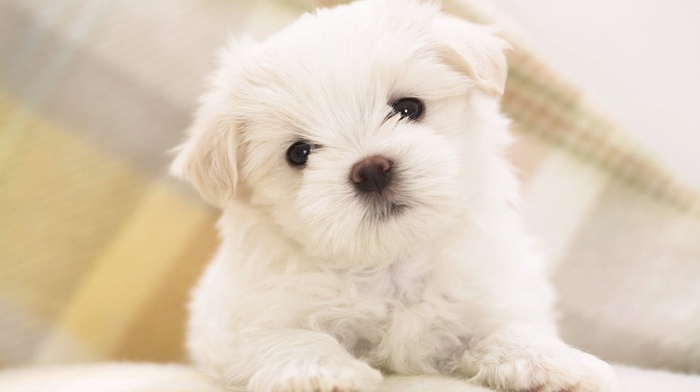 animals, puppy, wallpaper