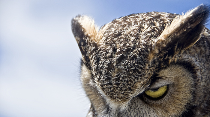 animals, owl