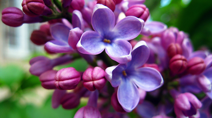 flowers, greenery