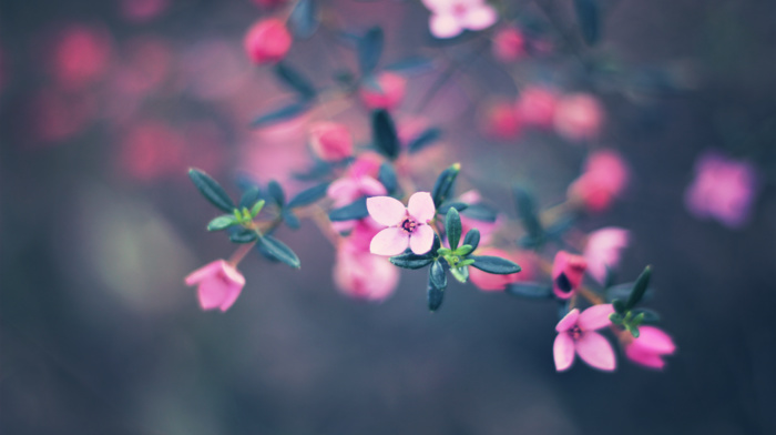 depth of field, flowers, pink flowers