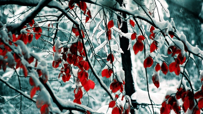 snow, trees