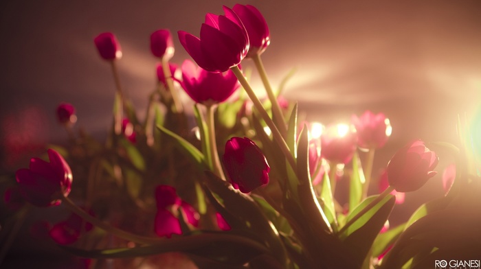 flowers, pink flowers, sunlight, tulips