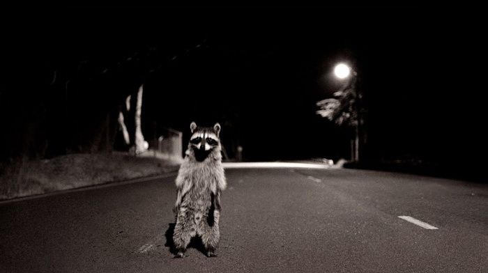 raccoons