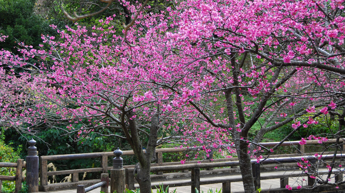petals, flowers, trees, sakura, spring