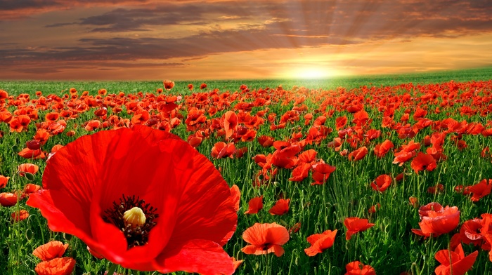 sunset, landscape, sky, red, nature, flowers, poppies